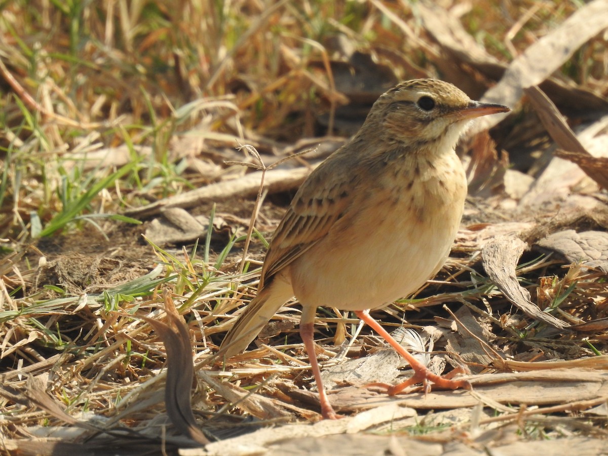 linduška rýžová - ML646493748