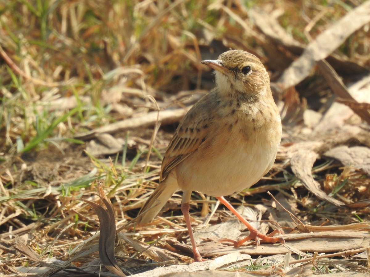 linduška rýžová - ML646493749