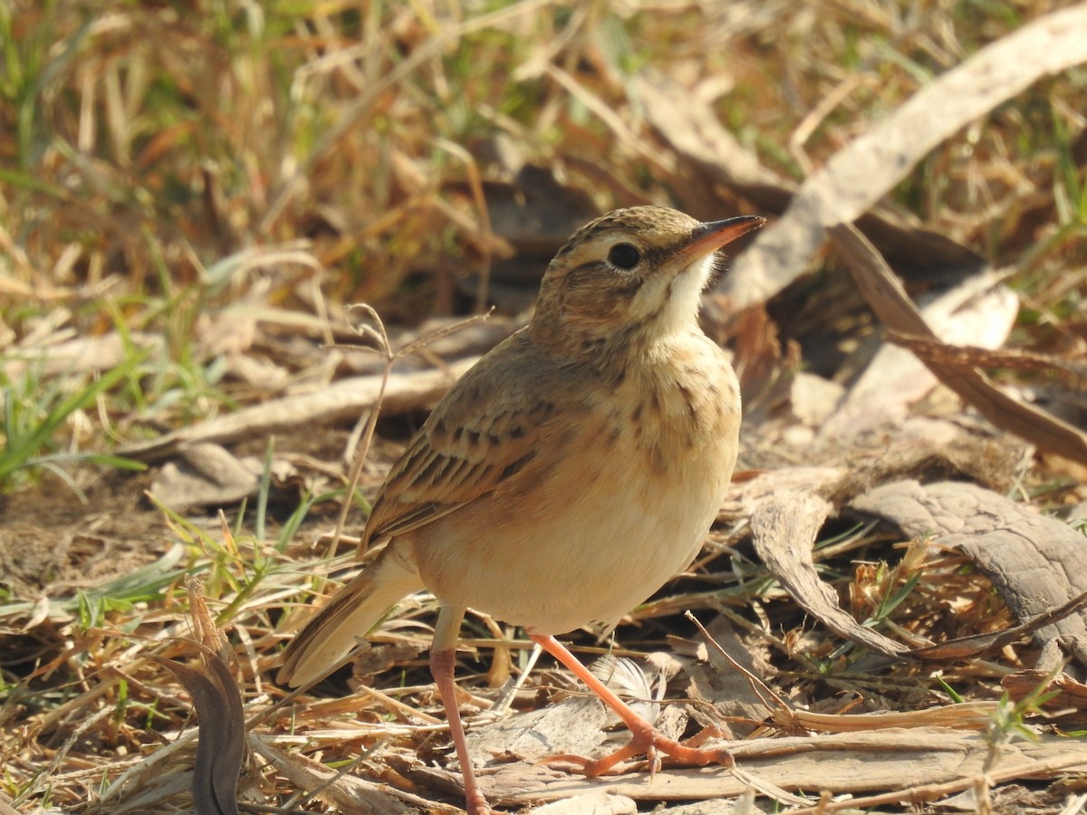 linduška rýžová - ML646493750