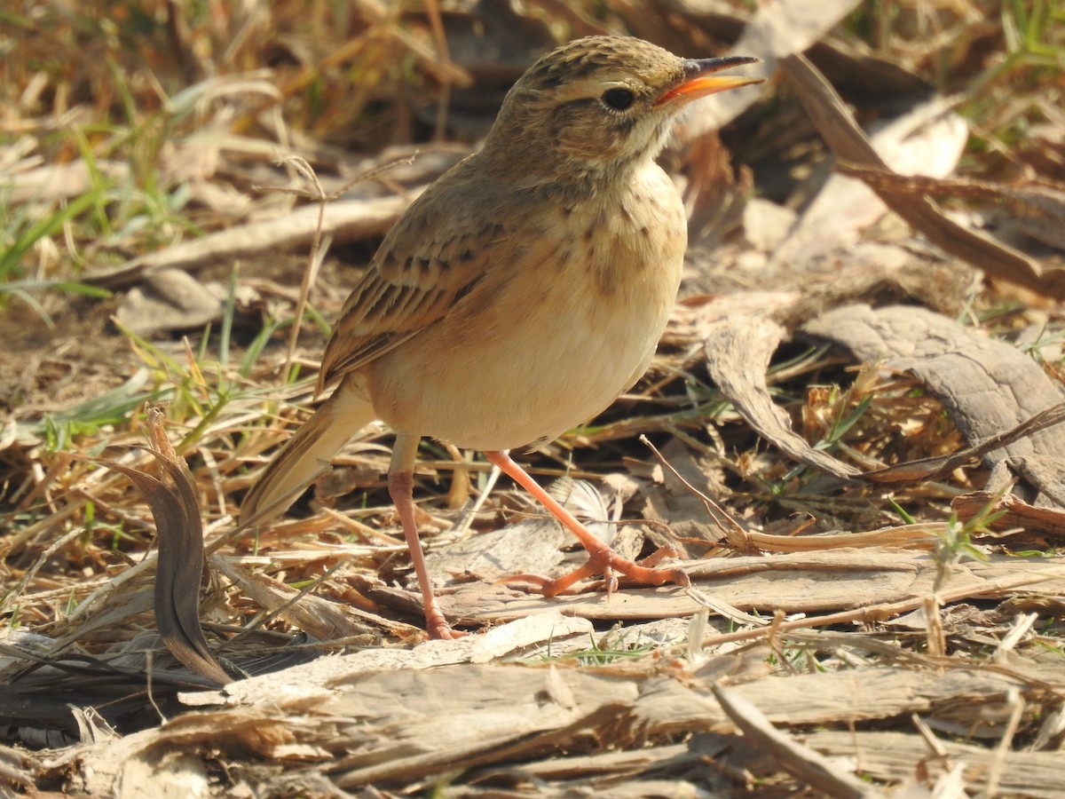 linduška rýžová - ML646493751