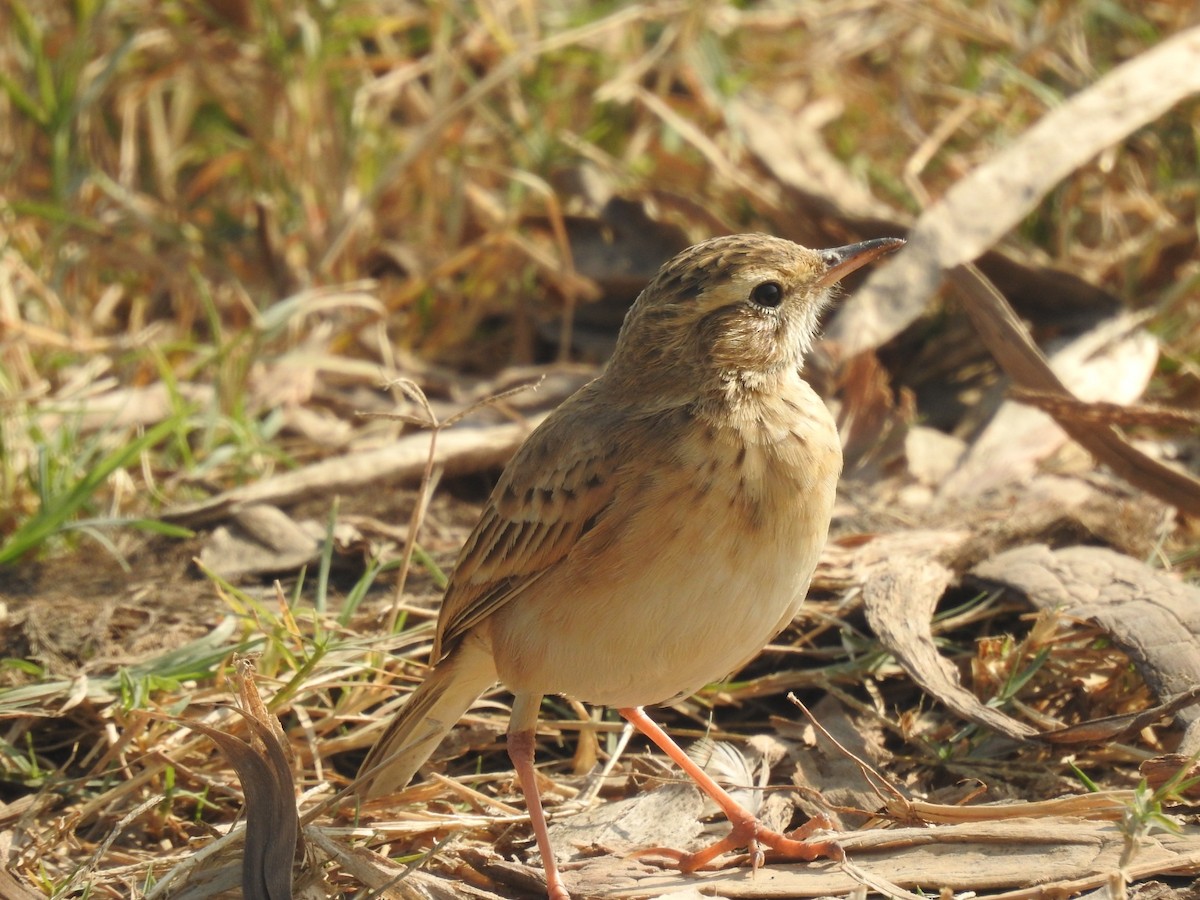 linduška rýžová - ML646493752