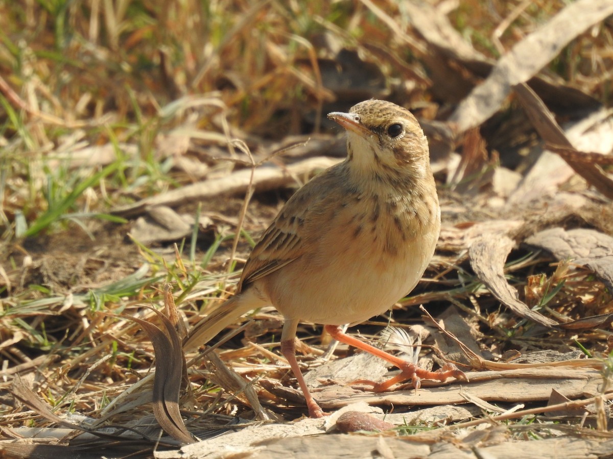 linduška rýžová - ML646493753