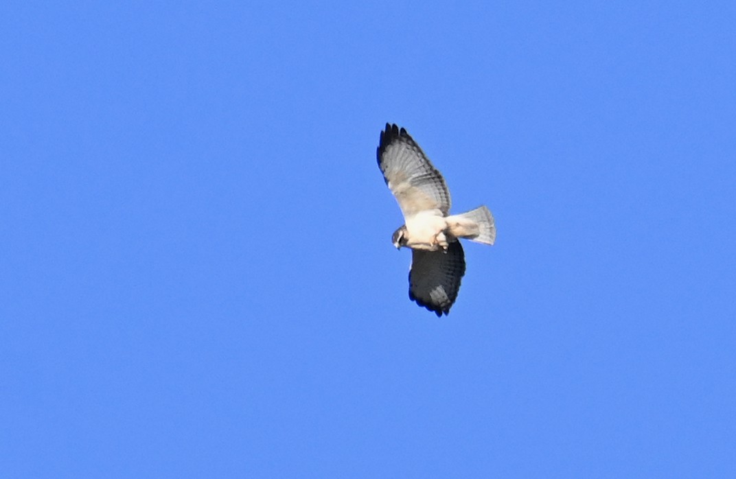 Short-tailed Hawk - ML646493754