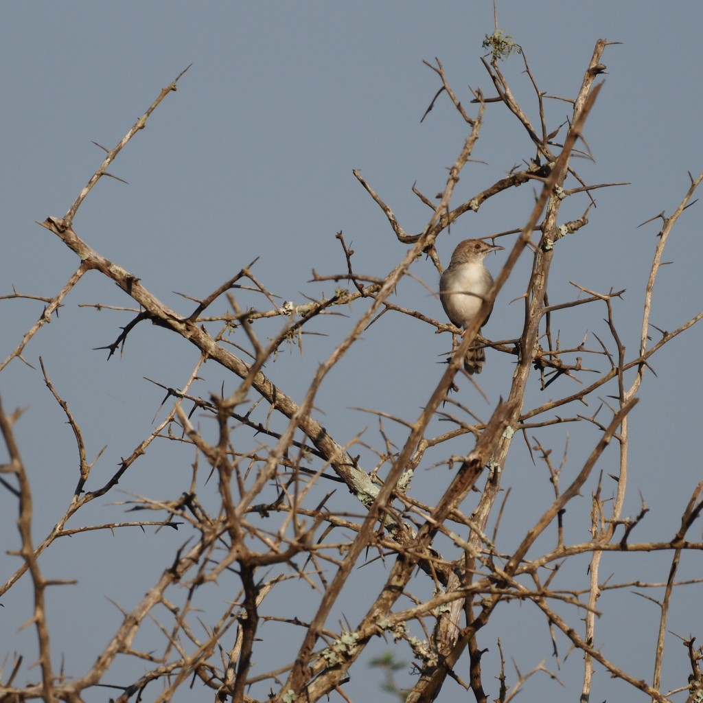 Rotscheitel-Zistensänger - ML646493755