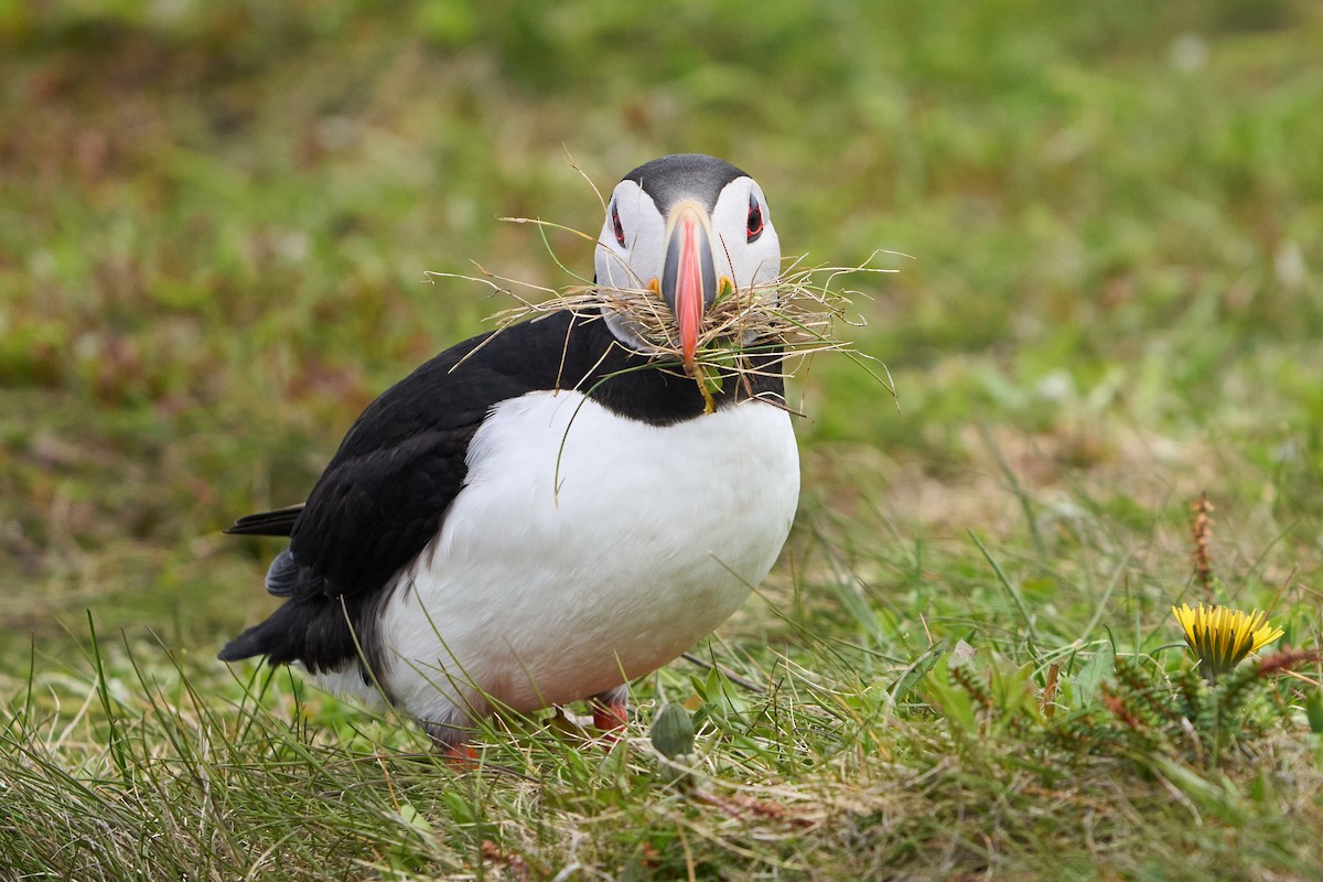 papuchalk severní - ML646493756