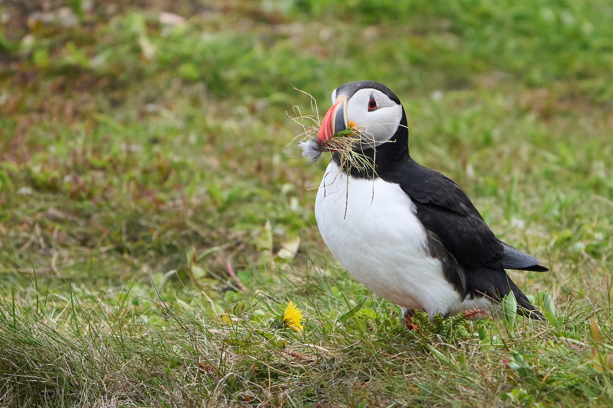 papuchalk severní - ML646493757