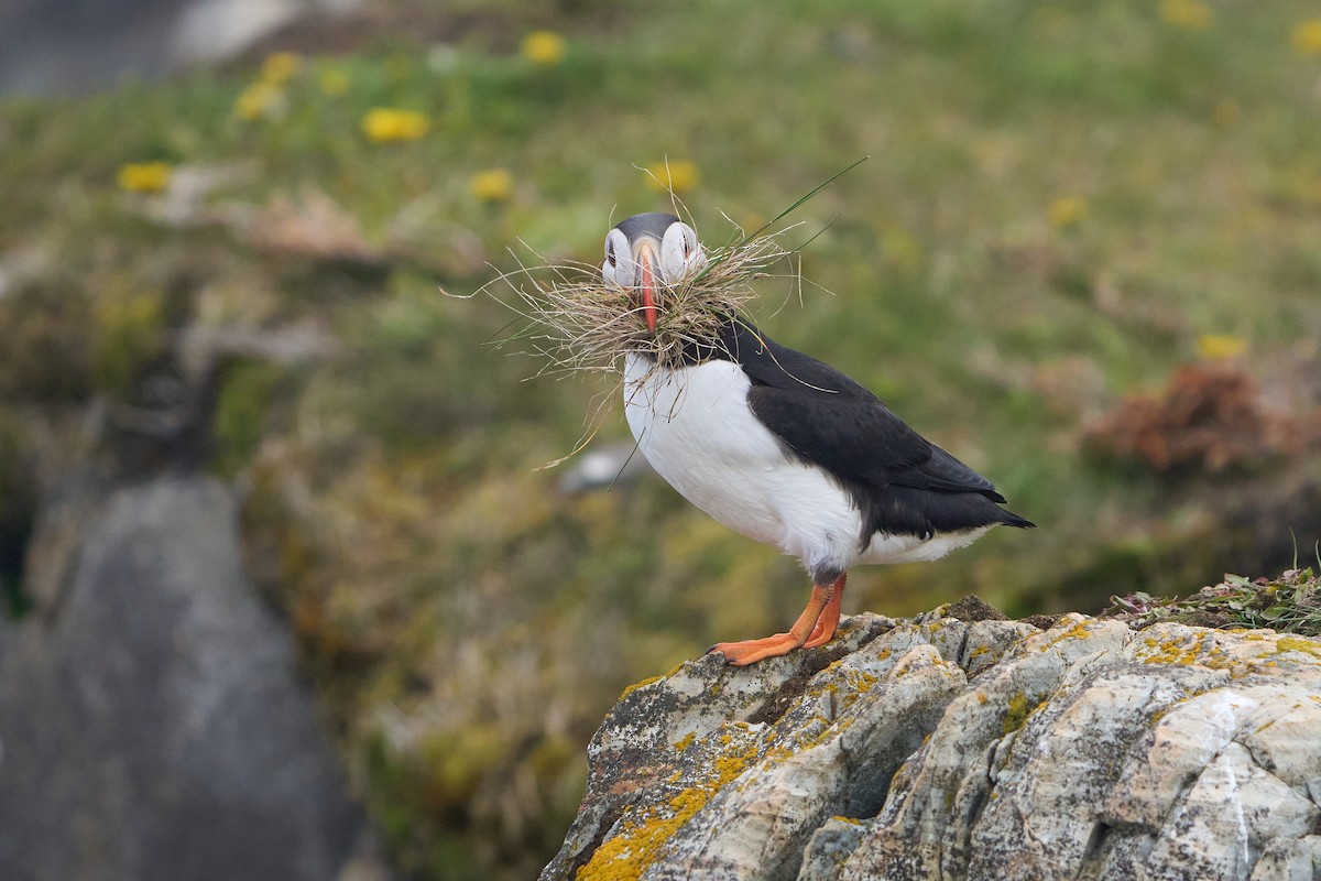 papuchalk severní - ML646493758