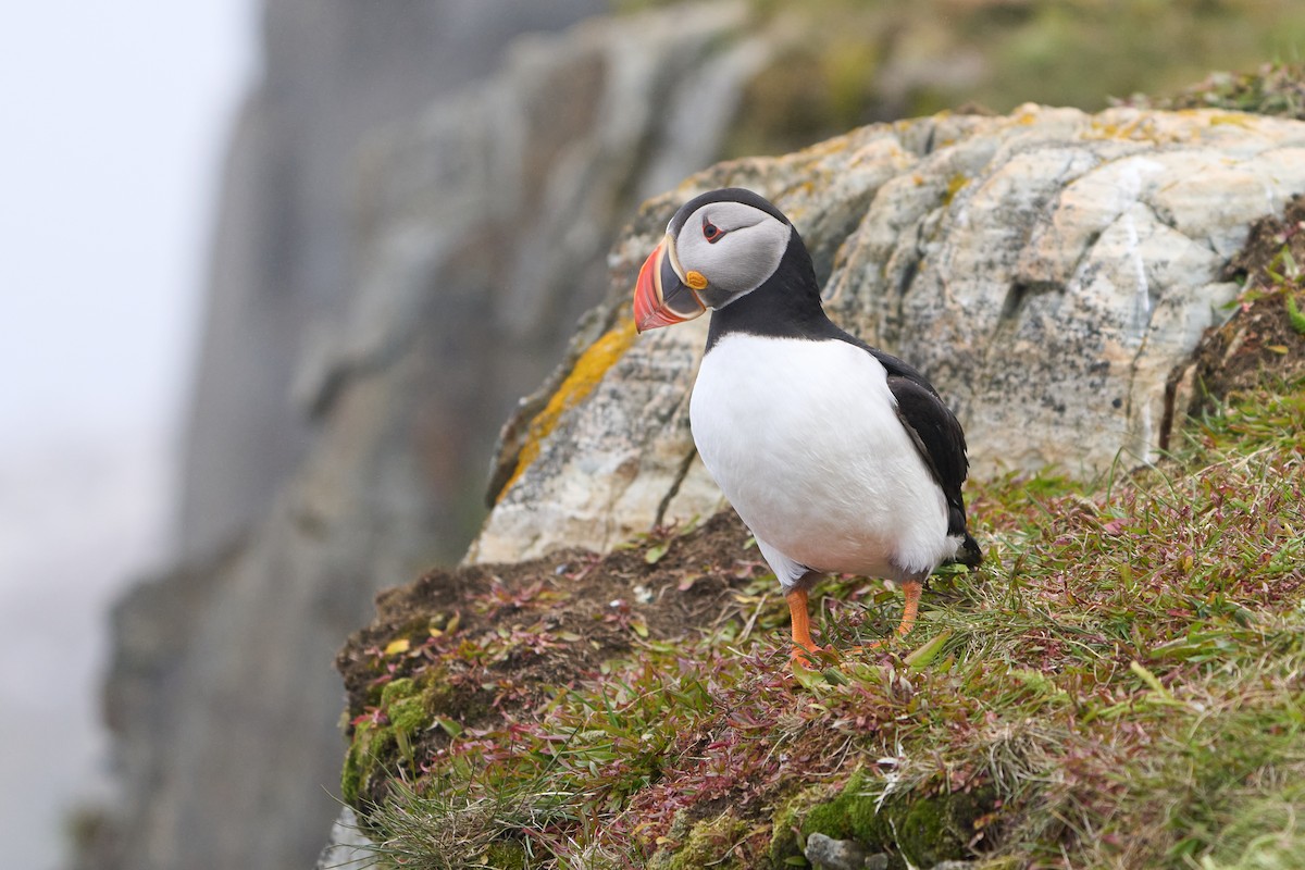 papuchalk severní - ML646493762