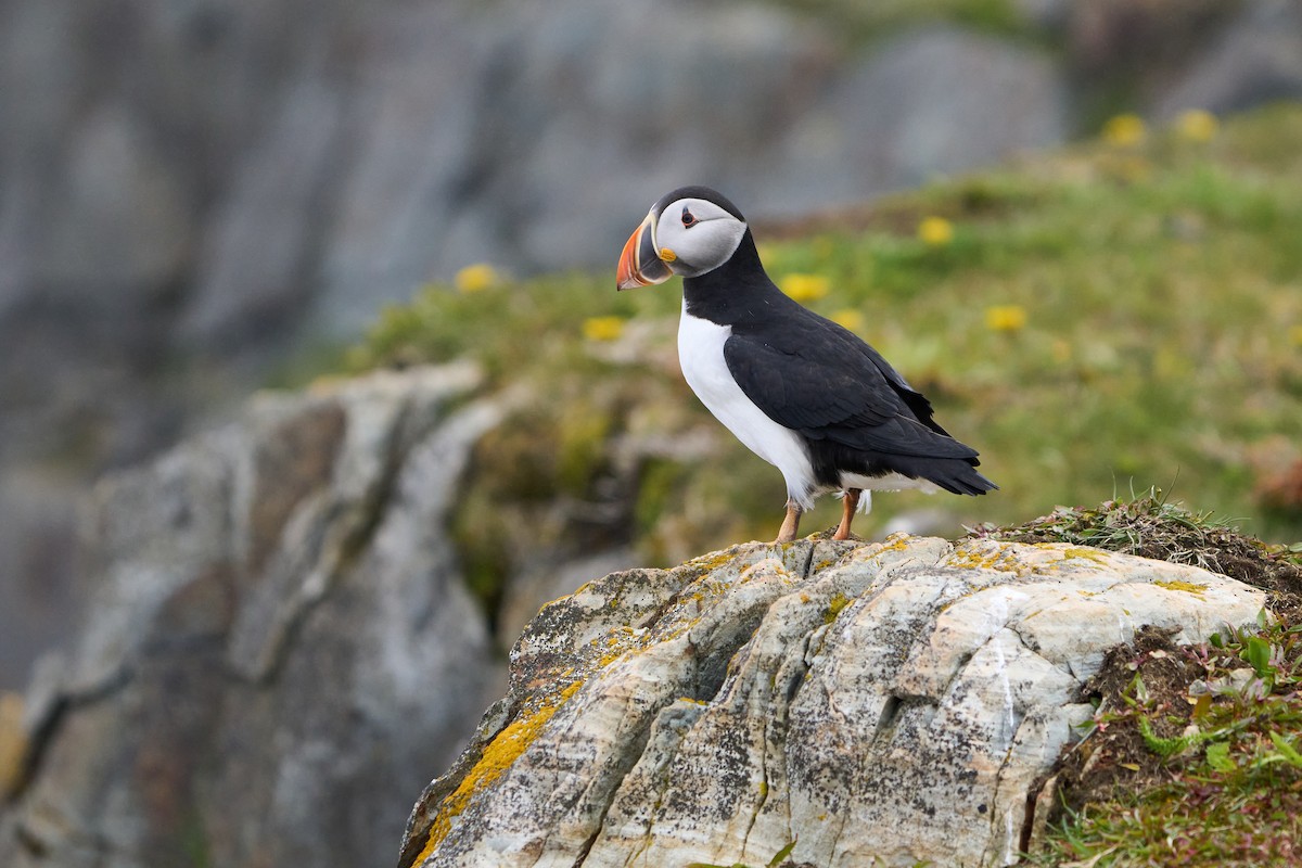 papuchalk severní - ML646493763