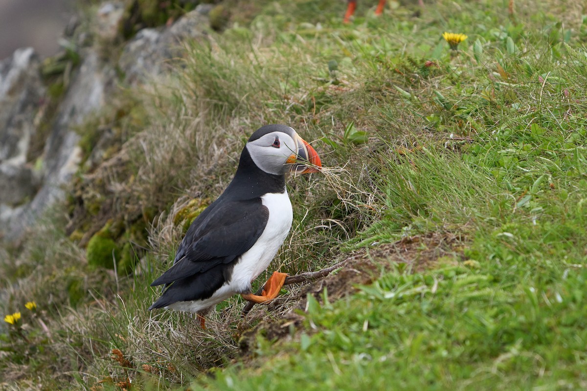 papuchalk severní - ML646493764