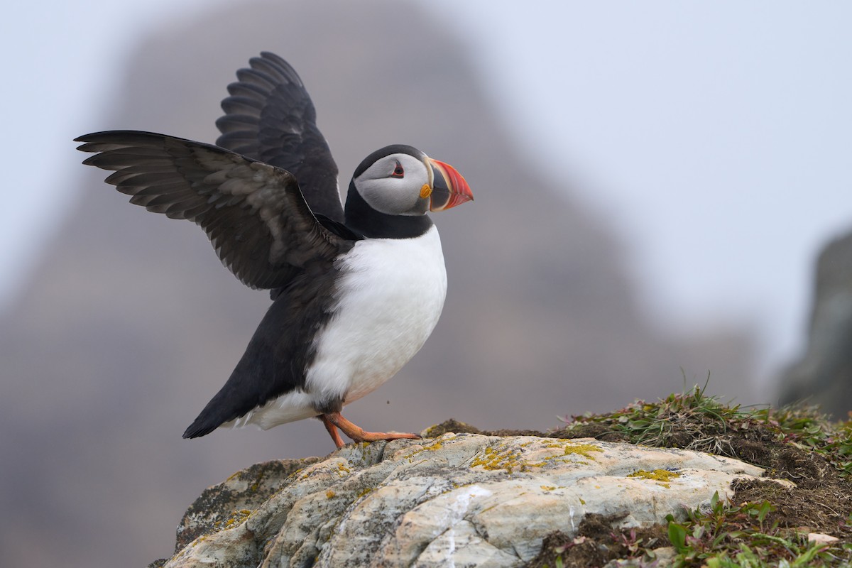 papuchalk severní - ML646493765