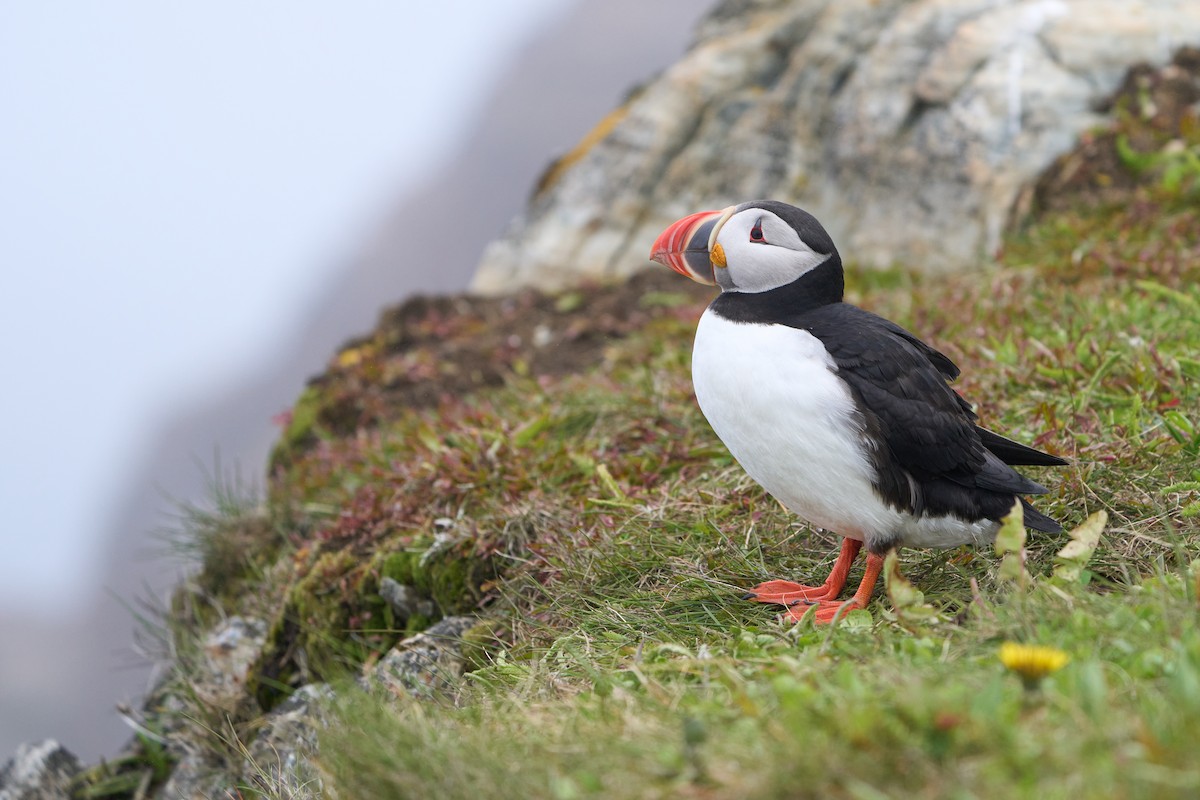 papuchalk severní - ML646493766