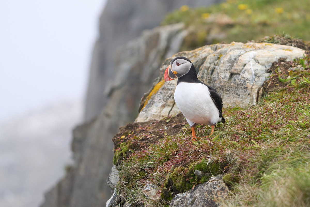 papuchalk severní - ML646493767