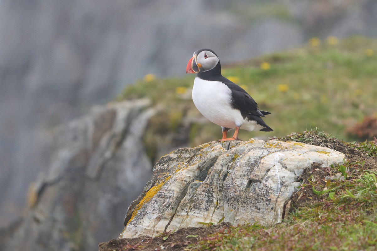 papuchalk severní - ML646493768