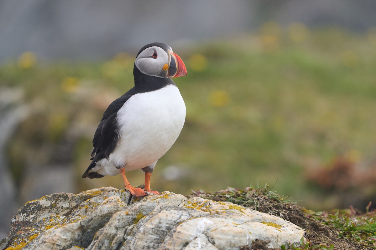 papuchalk severní - ML646493769