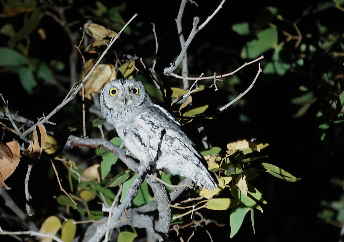 Afrika İshakkuşu (senegalensis) - ML646493770