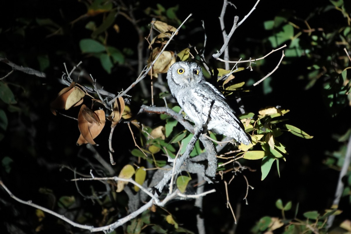 Afrika İshakkuşu (senegalensis) - ML646493771