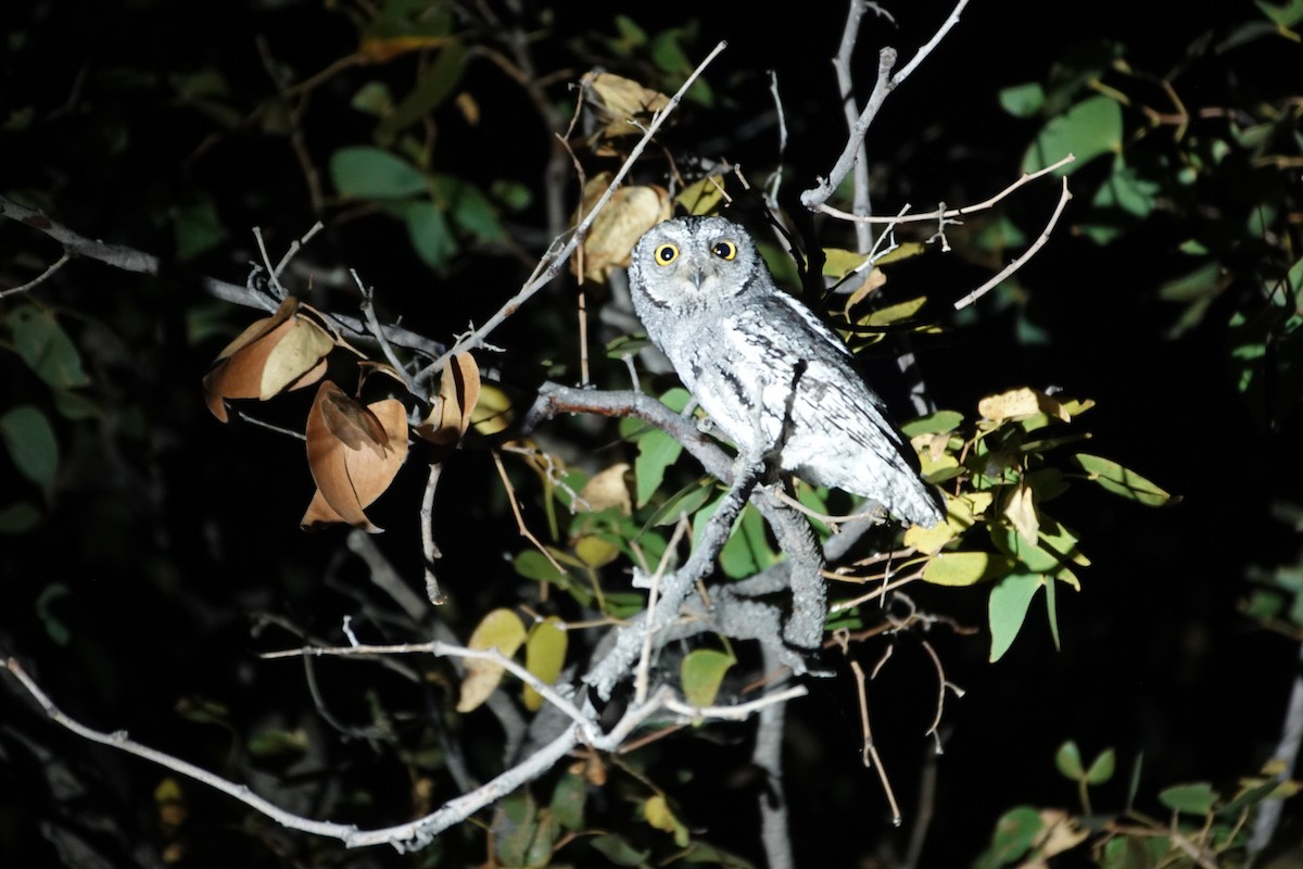 Afrika İshakkuşu (senegalensis) - ML646493772