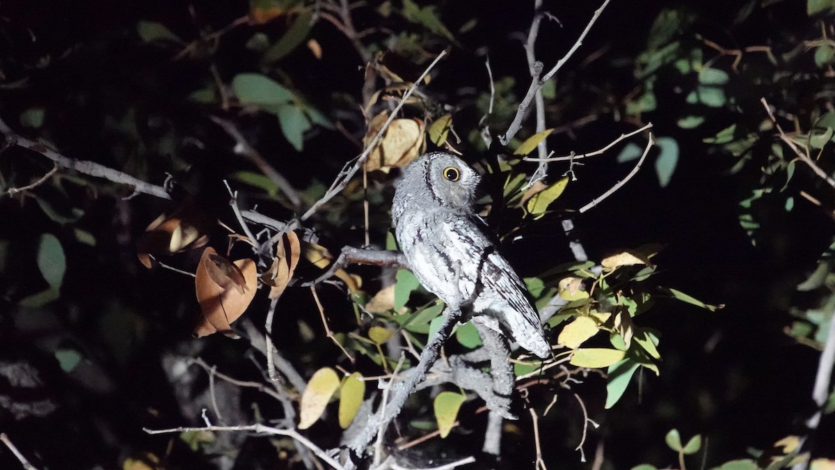 Afrika İshakkuşu (senegalensis) - ML646493773