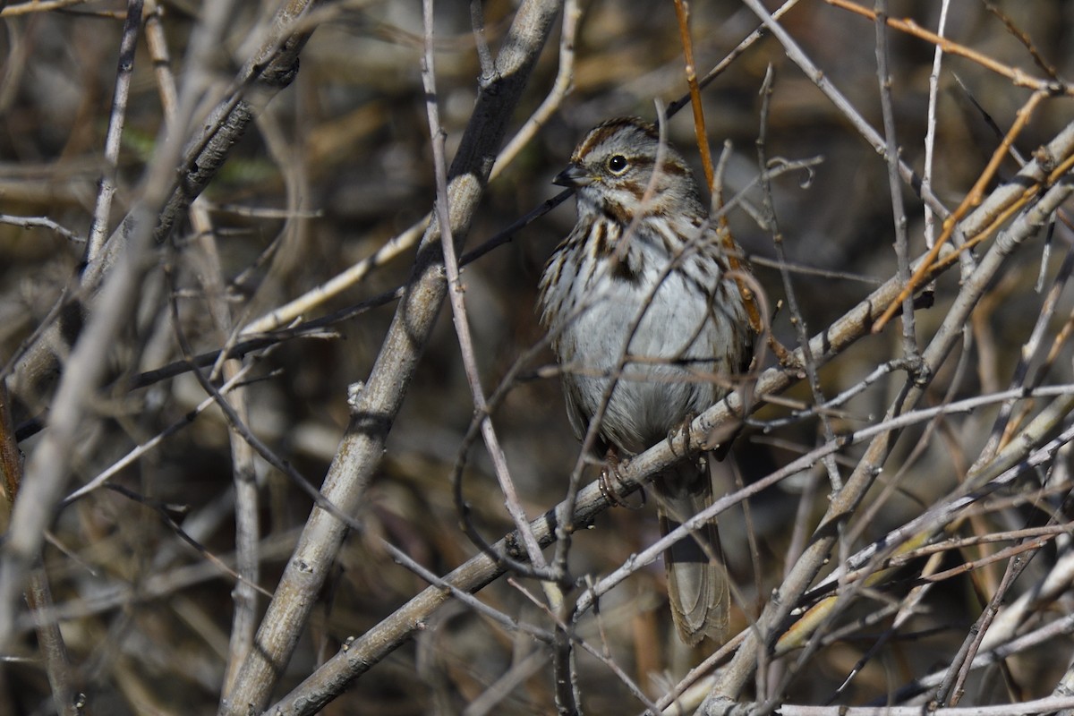 Song Sparrow - ML646493778