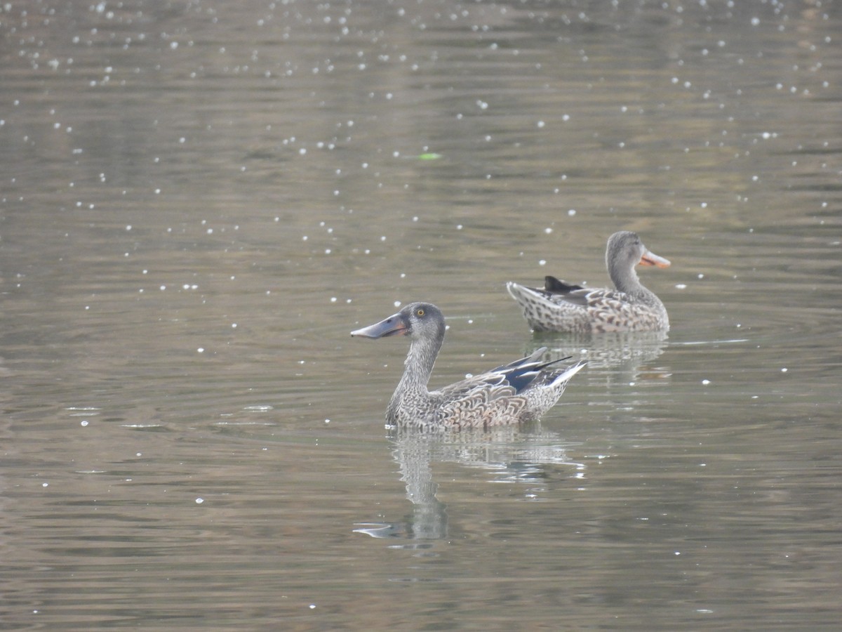 skjeand - ML646493779