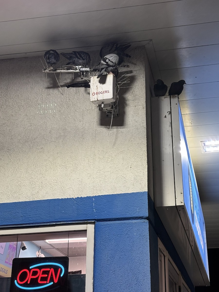 Rock Pigeon (Feral Pigeon) - ML646493781