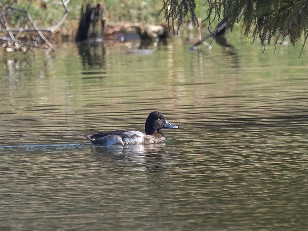 コスズガモ - ML646493782