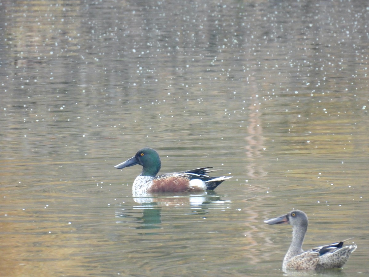 skjeand - ML646493783