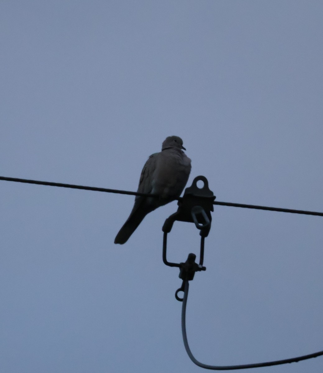 Eurasian Collared-Dove - ML646493784