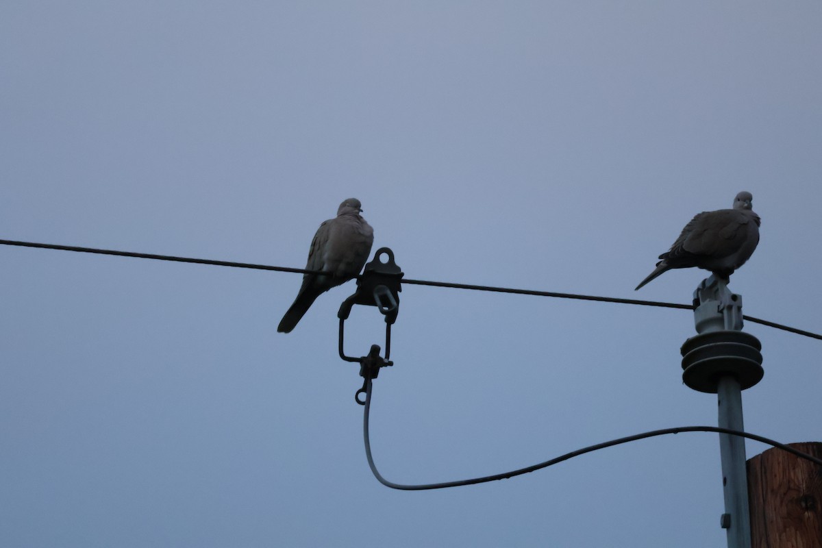 Eurasian Collared-Dove - ML646493785