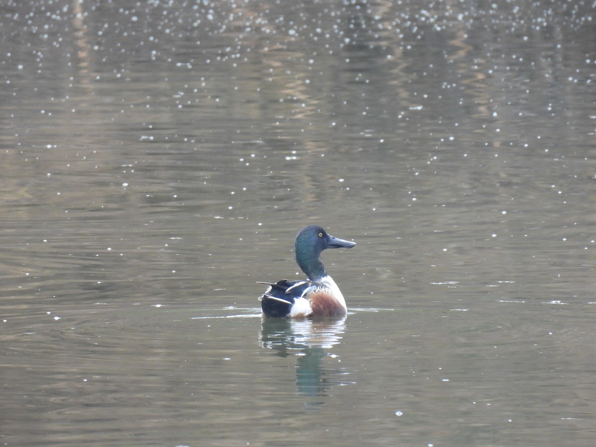 skjeand - ML646493787