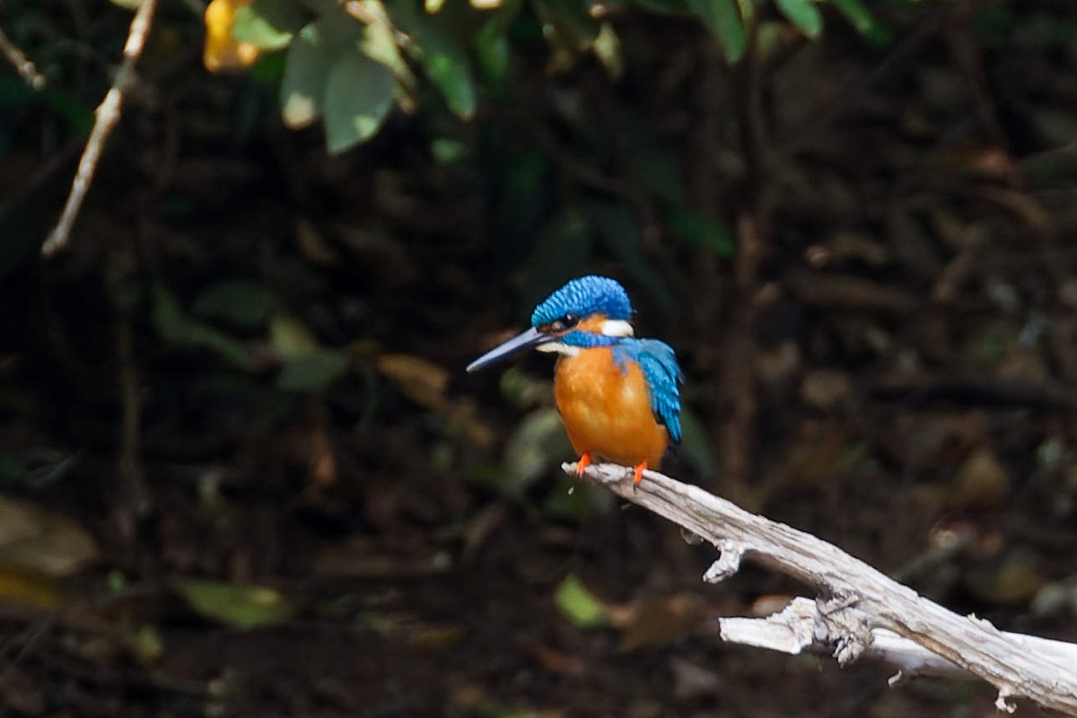 ledňáček říční - ML646493790