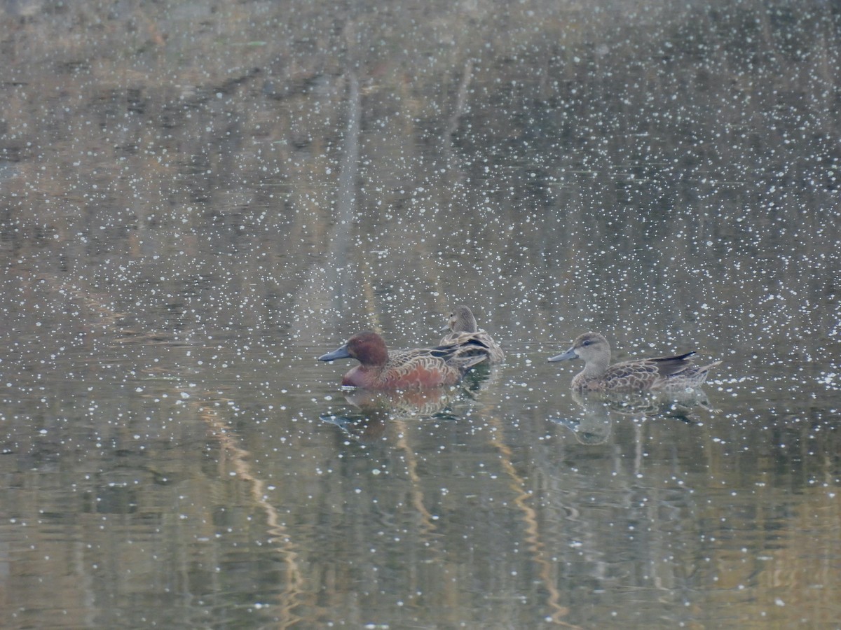 Cinnamon Teal - ML646493792