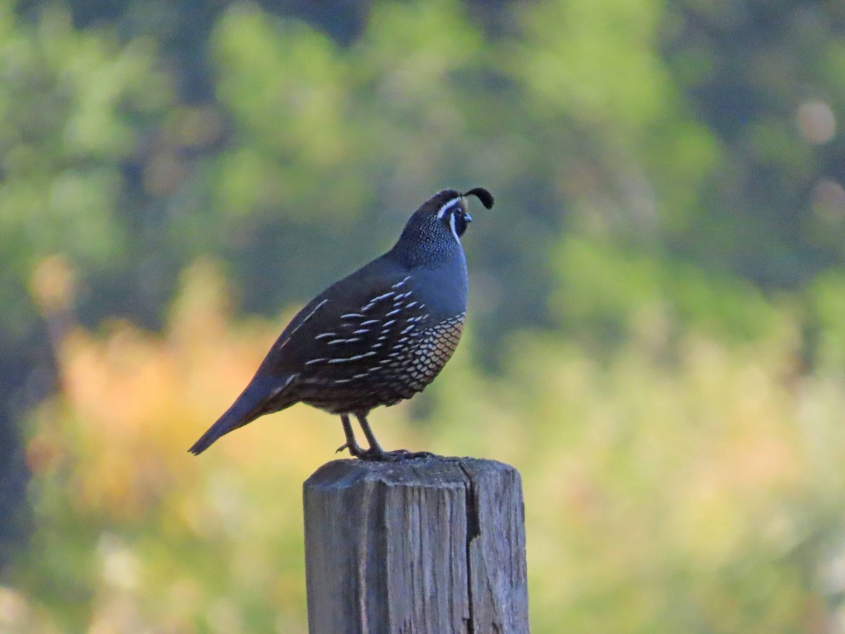 California Quail - ML646493797