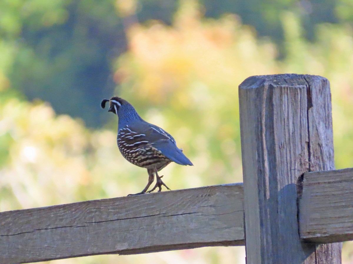 California Quail - ML646493798