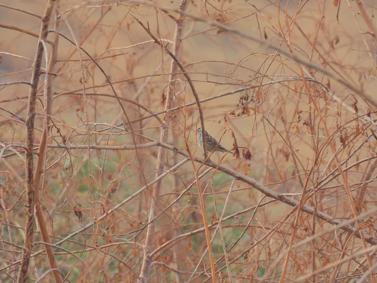 White-crowned Sparrow - ML646493799