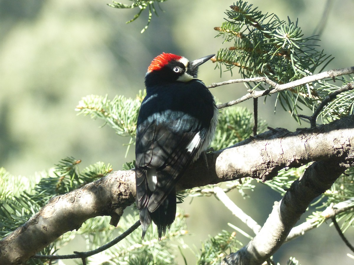 Acorn Woodpecker - ML646493800