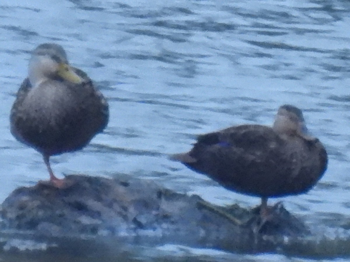 Mottled Duck - ML646493803