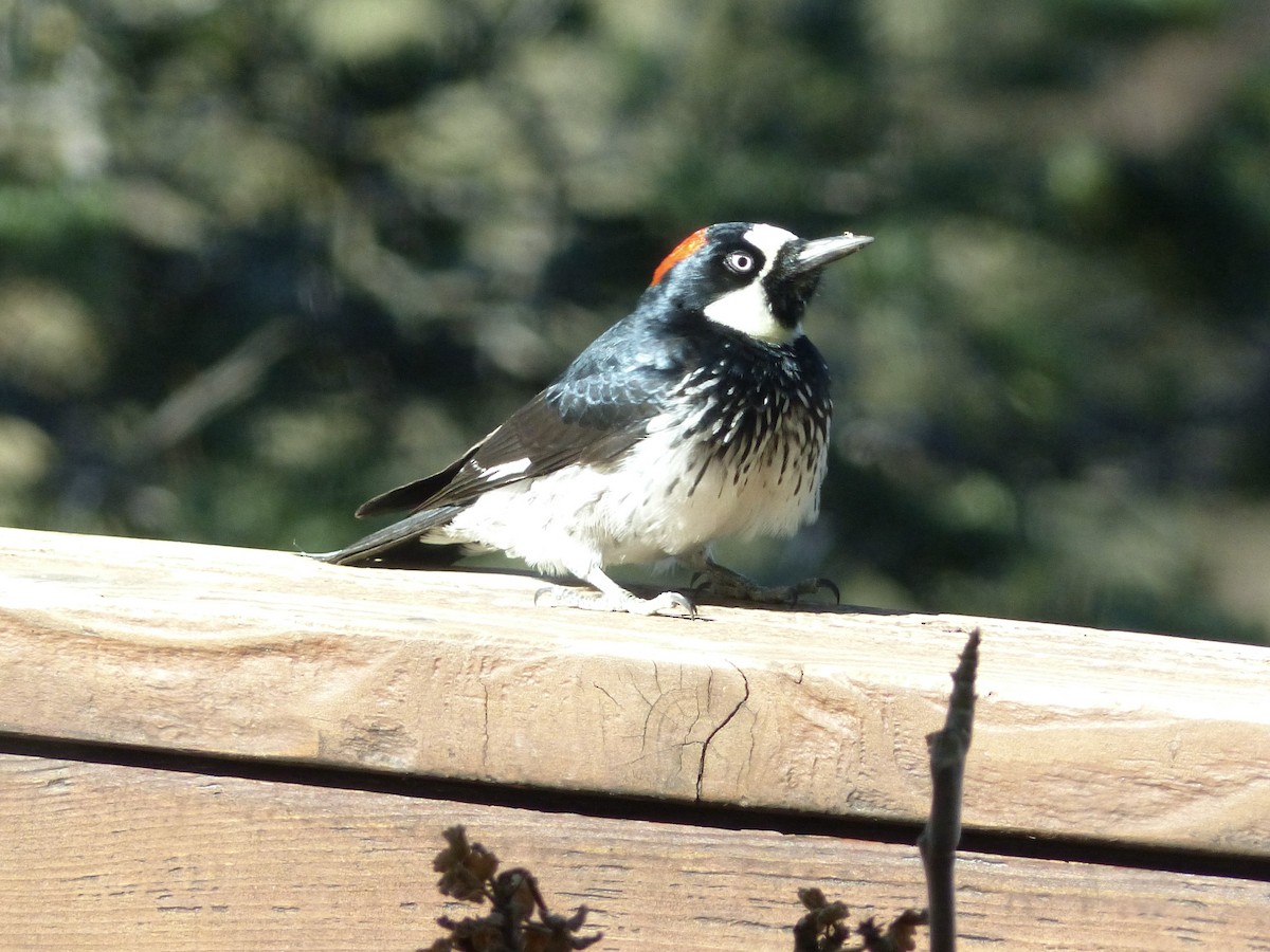 Acorn Woodpecker - ML646493804