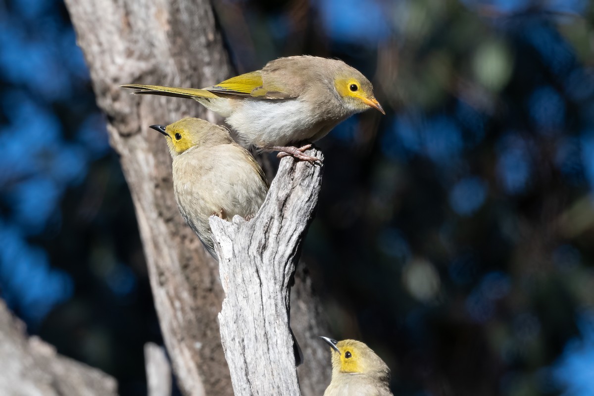 White-plumed Honeyeater - ML646493805