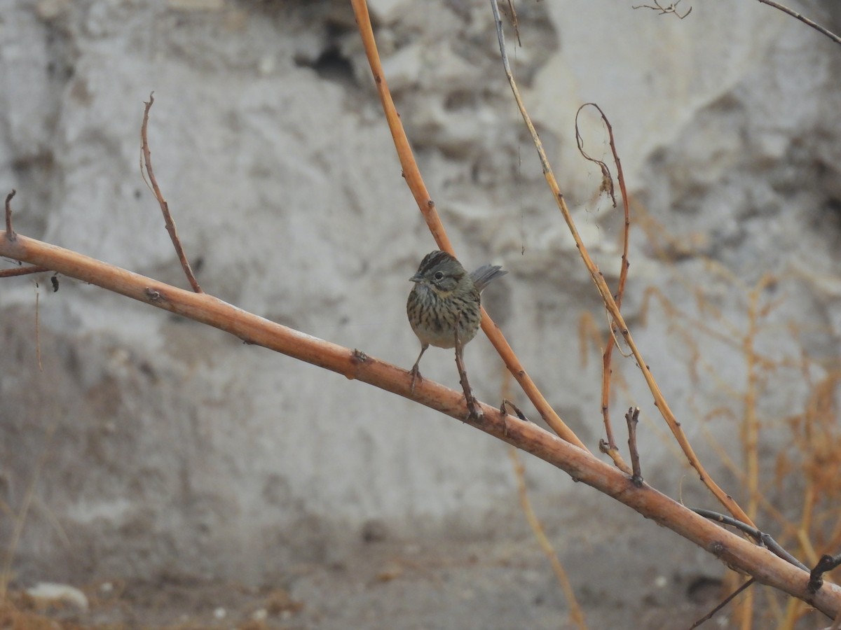 Lincoln's Sparrow - ML646493808