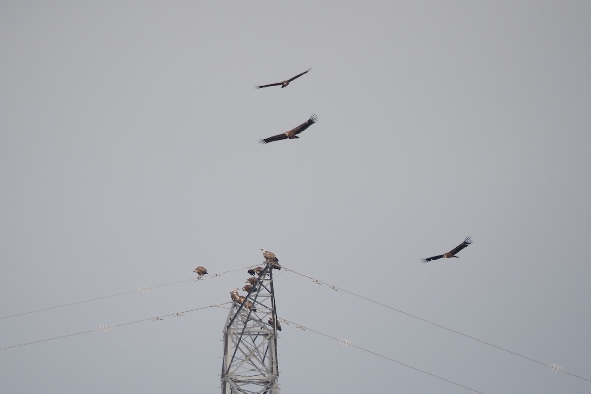 Eurasian Griffon - ML646493809