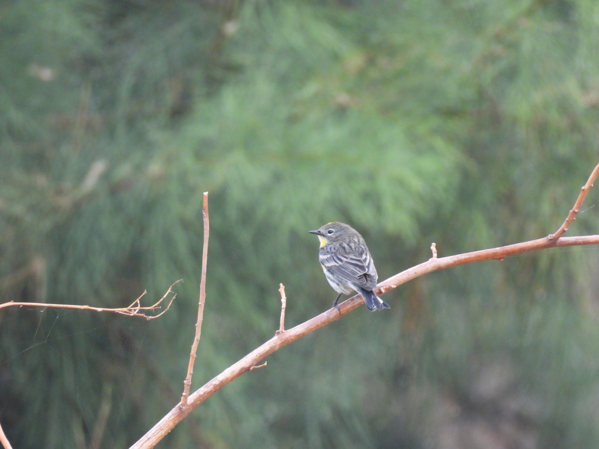 Yellow-rumped Warbler - ML646493817