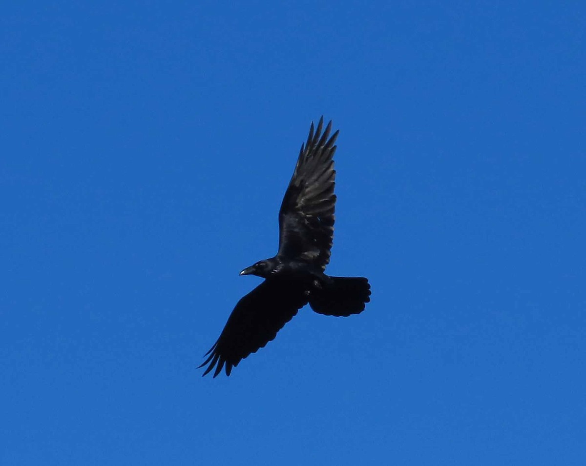 Common Raven - ML646493818