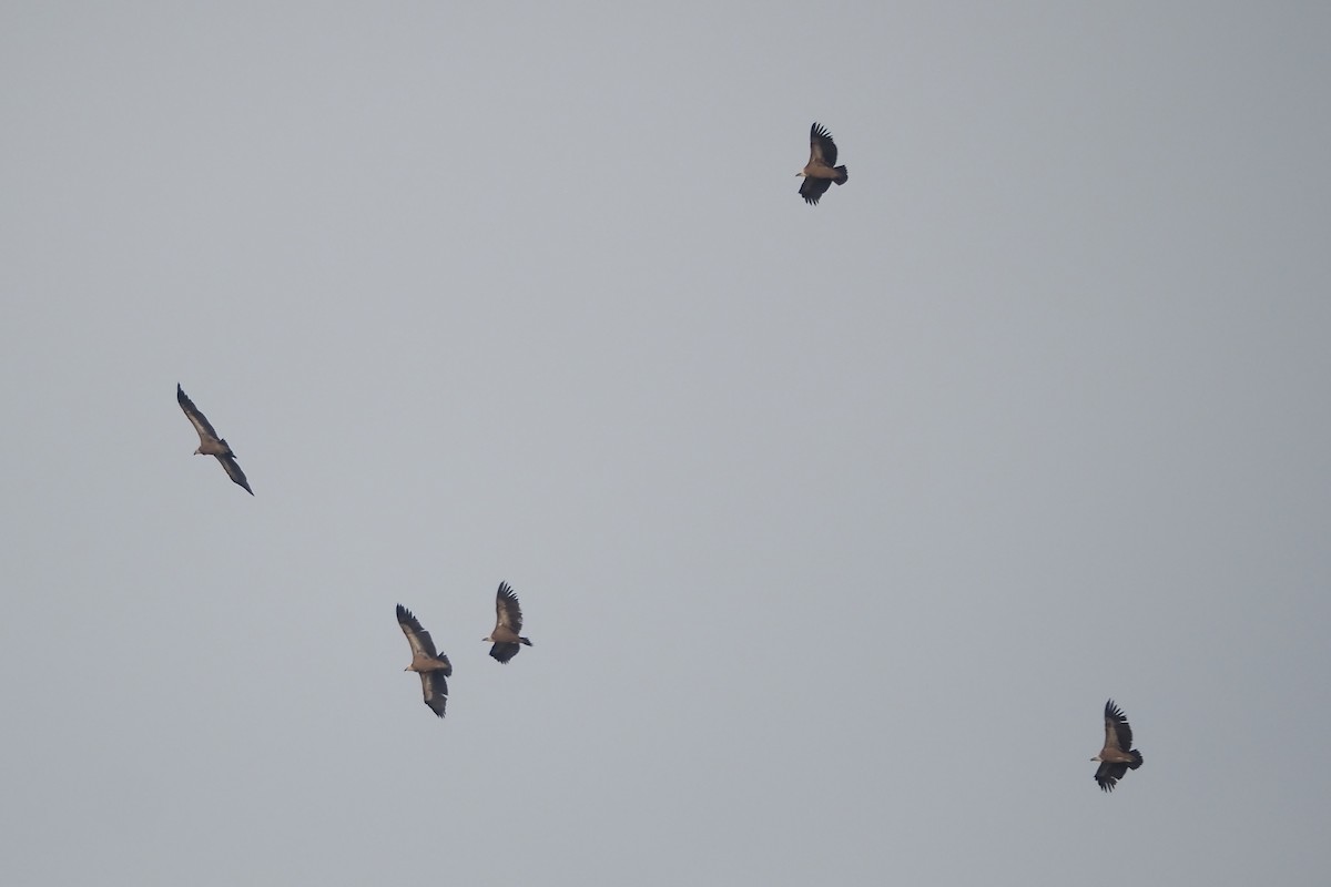 Eurasian Griffon - ML646493819