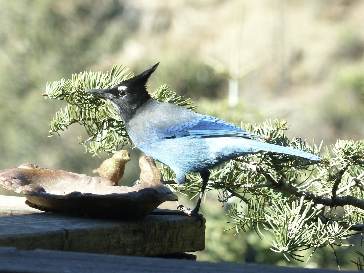 Steller's Jay (Southwest Interior) - ML646493820