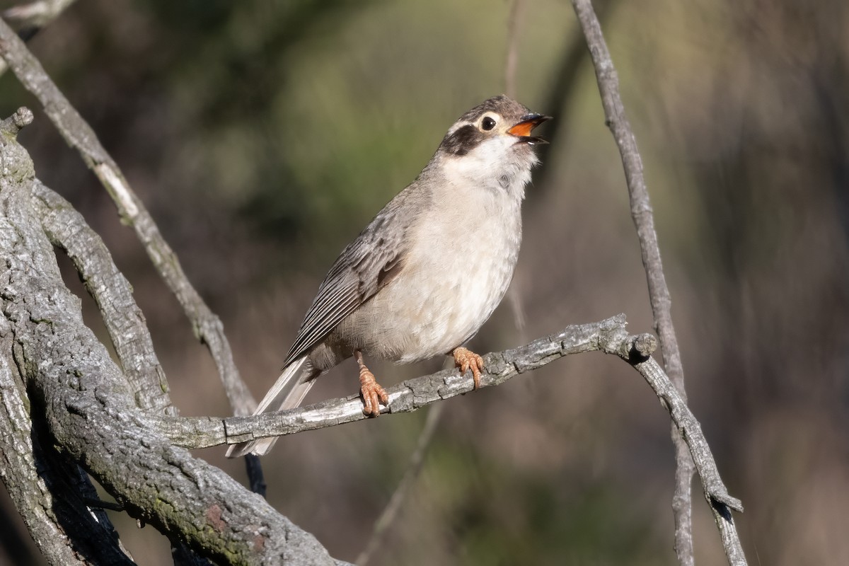 Brown-headed Honeyeater - ML646493821