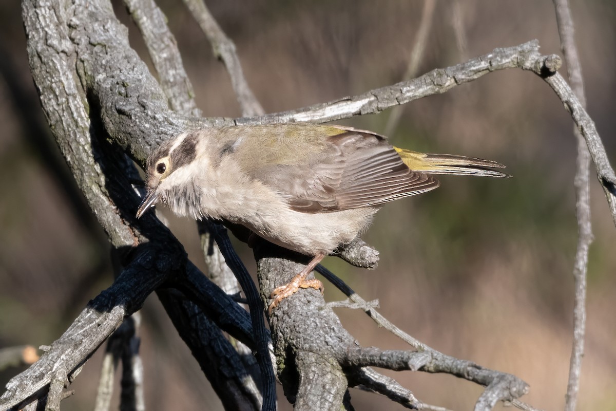 Brown-headed Honeyeater - ML646493822