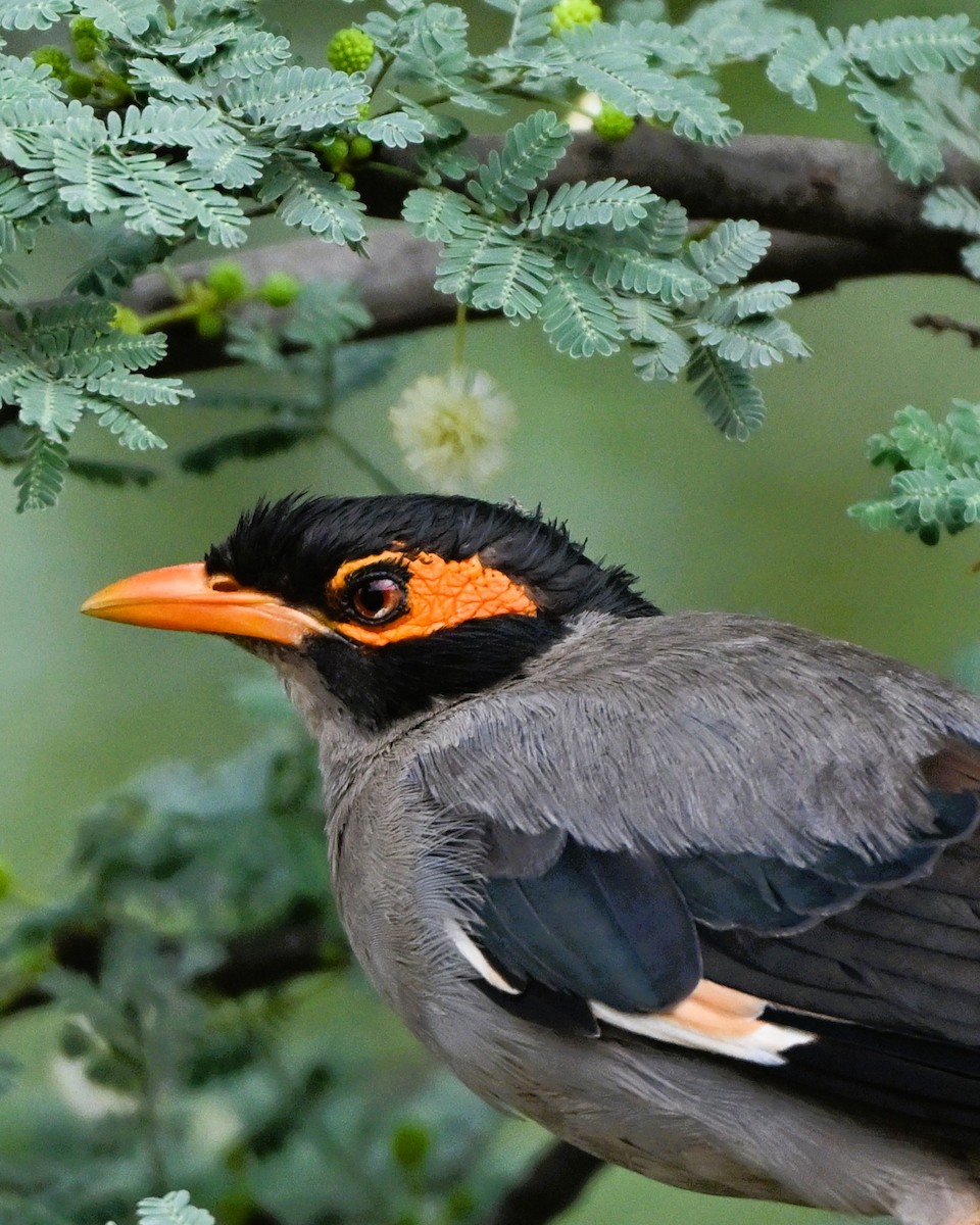 Bank Myna - ML646493825