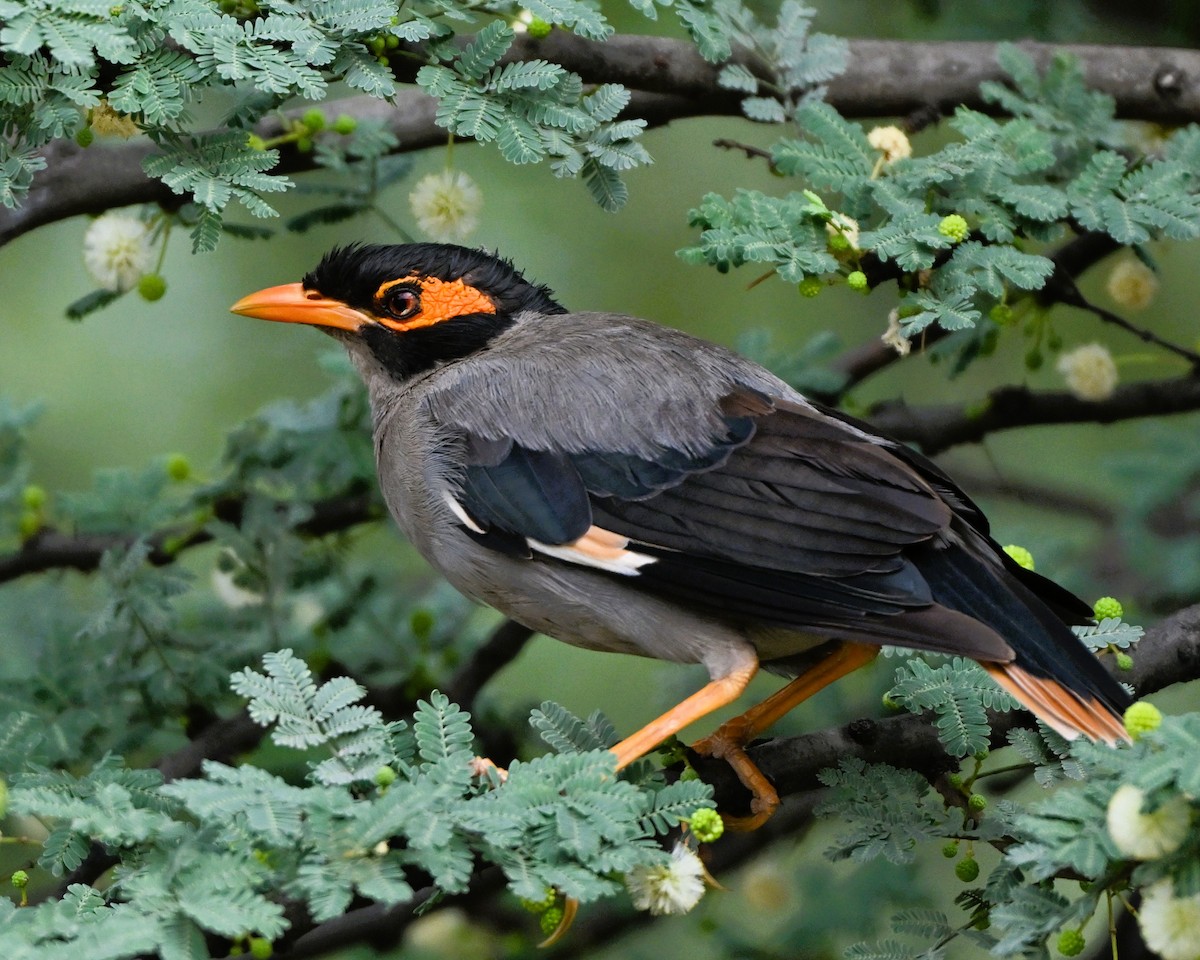 Bank Myna - ML646493826